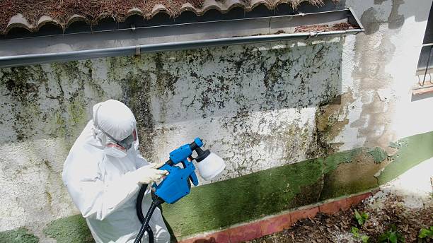 Trusted Black Mold Removal service in Dublin, PA - Cheap Mold Removal